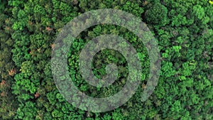 Aerial rotating view from drone of forest with green trees. Shot over the north european wood. Cinematic tonned