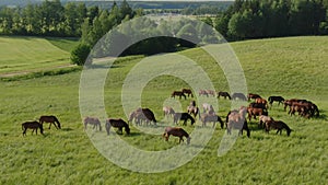 Aerial roundabout shooting of the herd of young horses is grazing on a meadow