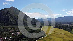 Aerial scene portraying idyllic allure of golden paddy field