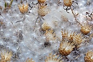 Aerial seed plants in summer