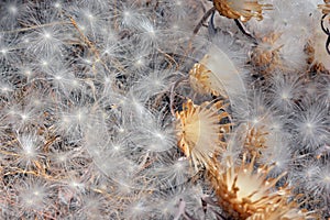 Aerial seed plants in summer