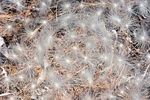 Aerial seed plants in summer