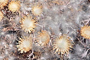 Aerial seed plants in summer