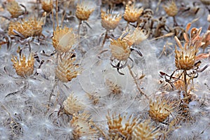 Aerial seed plants in summer photo