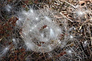 Aerial seed plants in summer photo