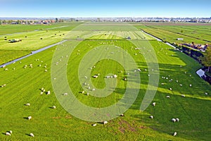 Aerial from sheep in the countryside of the Netherlands