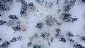 Aerial shoot of snow covered evergreen trees after a winter blizzard