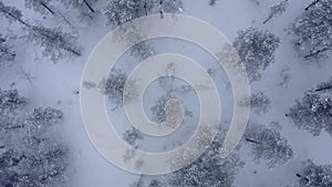 Aerial shoot of snow covered evergreen trees after a winter blizzard