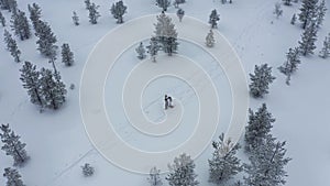 Aerial shoot of snow covered evergreen trees after a winter blizzard