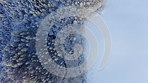 Aerial shoot of snow covered evergreen trees after a winter blizzard