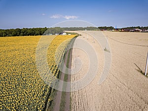 Aerial shooting field of sunflowers in summer. Wonderful rural landscape of in sunny day. Drone view