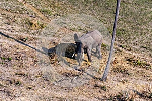 Aerial shot of an African Elephant