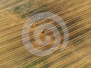 Aerial shot of an agricultural fiel