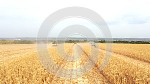 Aerial shot of agricultural machinery gathering ripe corn or wheat crop at field. View from high to farmland during