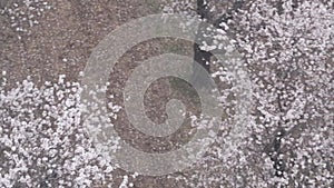 An aerial shot of the almond orchard. Aerial view of flowering almond trees in an orchard on a hill. Blooming almond