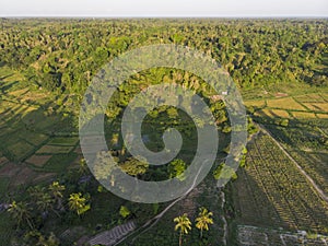 Aerial shot of argiculture fields at Pemba island, Zanzibar archipelago. Lush jungle forest on the Hills and flaps on
