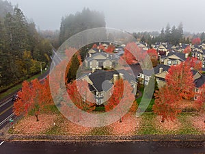 Aerial shot of a autumn trees in Hillsboro, Oregon.