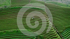 Aerial shot of beautiful, farm and hill tourism \