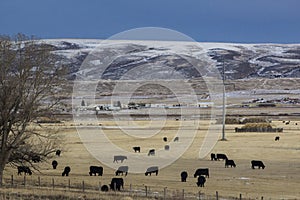 Aerial shot of black cows grazing in a field on a cold winter day against the mountains