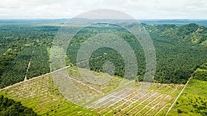 Aerial shot in borneo of palm oil, rubber and jungle