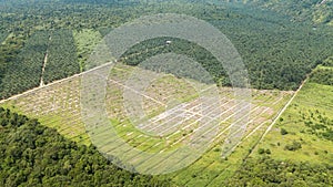 Aerial shot in borneo of palm oil and rubber plantation