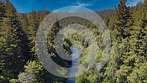 Aerial shot of California redwood forest