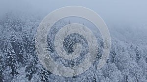 Aerial shot: cars and trucks are driving by the road in winter forest.