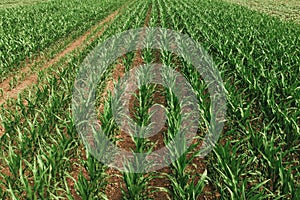 Aerial shot of corn crop seedlings growing in cultivated agricultural plantation field