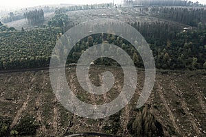 Aerial shot of a creepy and foggy forest - great for wallpapers