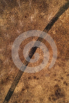 Aerial shot of curved dirt road through uncultivated wooded landscape with bare deciduous trees and dry grass, directly above