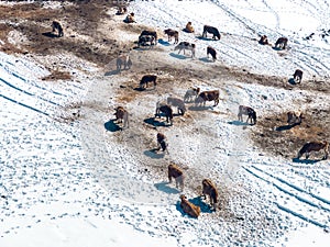 Aerial shot of dairy cattle cows