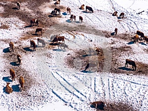 Aerial shot of dairy cattle cows grazing on pasture land