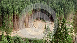 Aerial shot of deforestation and cutting out pine tree forest in mountains. Ecological disaster in Carpathians, Ukraine