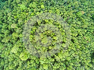 Aerial shot with a drone of a tropical rain forest