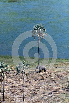 Aerial shot of an Elephant rubbing its head against a palm tree