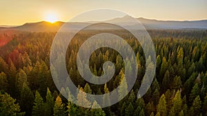 Aerial Shot of Fall Color in the forest in the Cascade Mountains in Bend Oregon