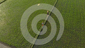 Aerial shot of a family on a beautiful big rice field with their kite. Travel to Asia concept