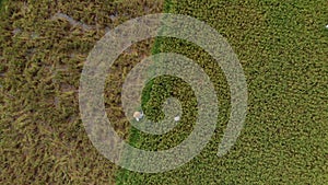 Aerial shot of a farmer that is moving along a path in the middle of a big rice field. Rice crops concept. Travell to