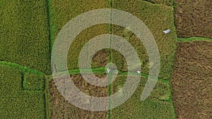 Aerial shot of a farmer that is moving along a path in the middle of a big rice field. Rice crops concept. Travell to