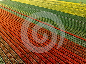 aerial shot of fields of blooming tulips