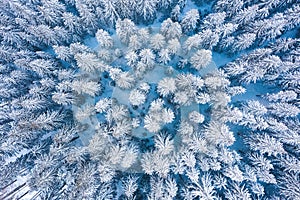 Aerial shot of fir trees covered in snow in Low Tatra mountains, Slovakia. Beauty in Nature winter background concept