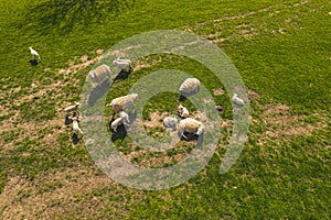 aerial shot of a flock of sheep grazing in the green meadow, natural breeding