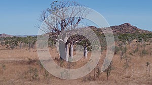 aerial shot flying backwards of a baobab tree and a hill in the kimberley