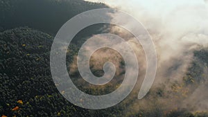 Aerial shot: flying via Pines towards Morning Clouds in Mountains.