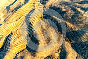 Aerial shot of golden wheat fields in the rolling hills of the Palouse region in Washington State