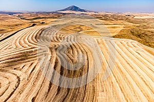 Aerial shot of golden wheat fields in the rolling hills of the Palouse region in Washington State