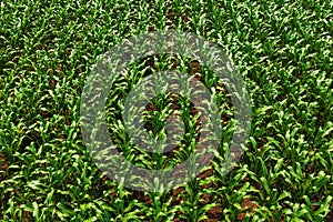 Aerial shot of green corn maize crop field from drone pov