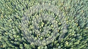 Aerial shot of green forest landscape