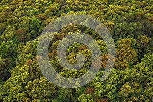 Aerial shot of green forest landscape in spring, drone pov