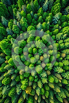 Aerial top view of green trees in forest. Green tree nature background for carbon neutrality and net zero emissions concept. Drone photo